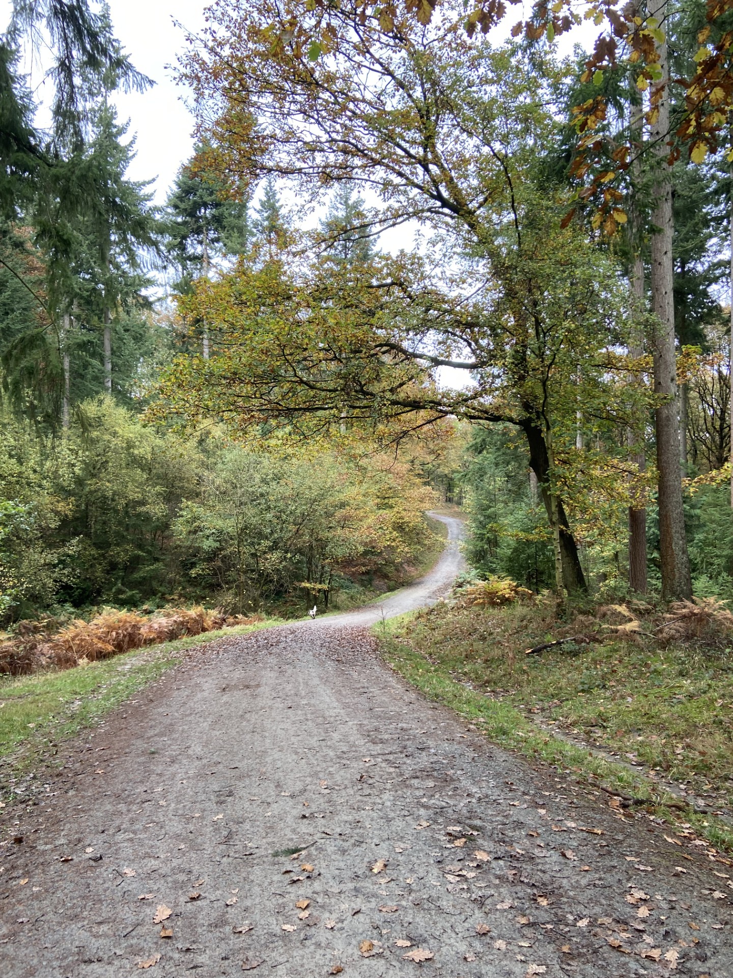 Woodland walk